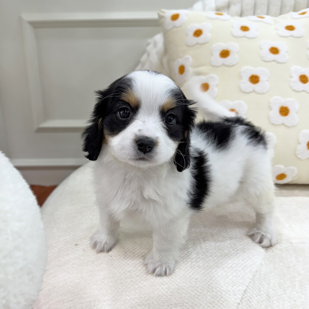 Ȯ�� �̹���