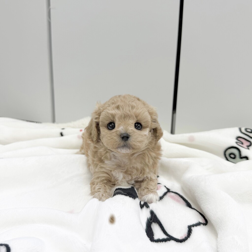 Ȯ�� �̹���