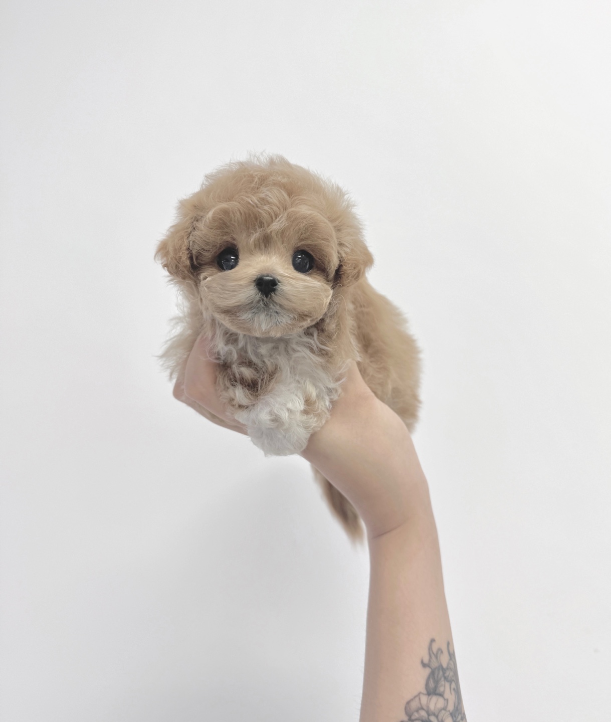 Ȯ�� �̹���