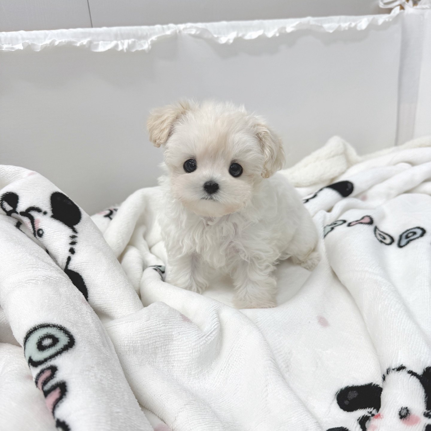 Ȯ�� �̹���