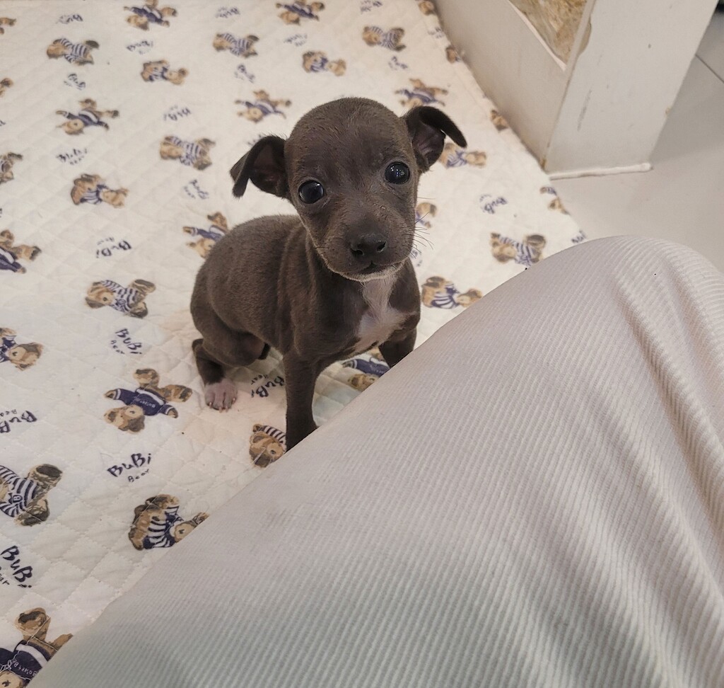 Ȯ�� �̹���