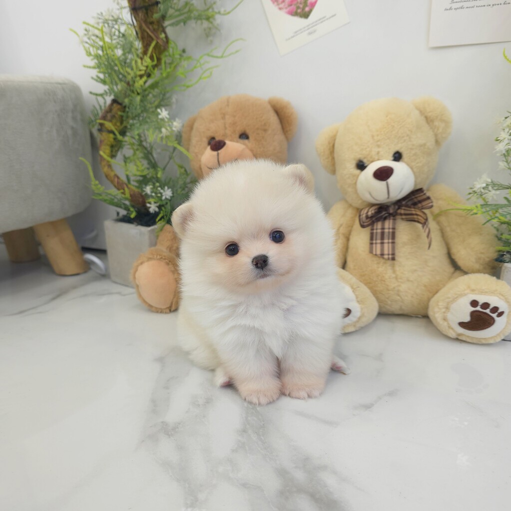 Ȯ�� �̹���