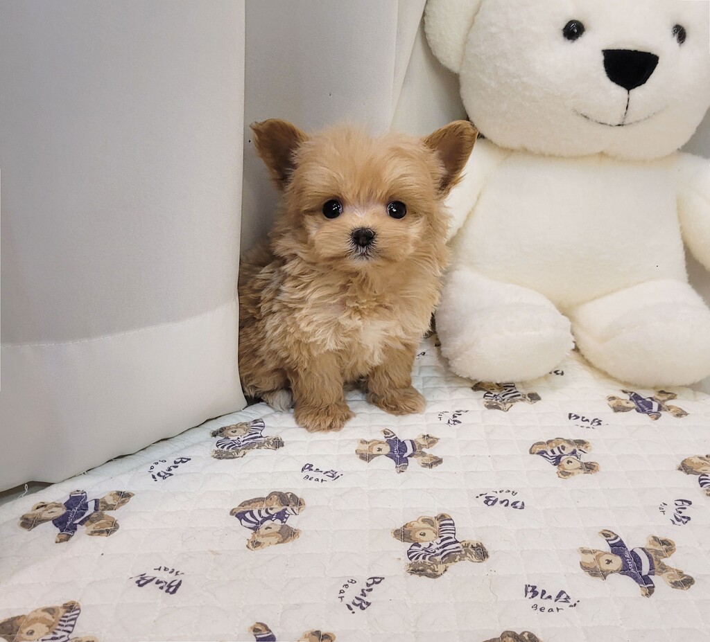 Ȯ�� �̹���