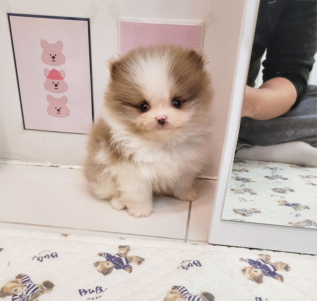 Ȯ�� �̹���