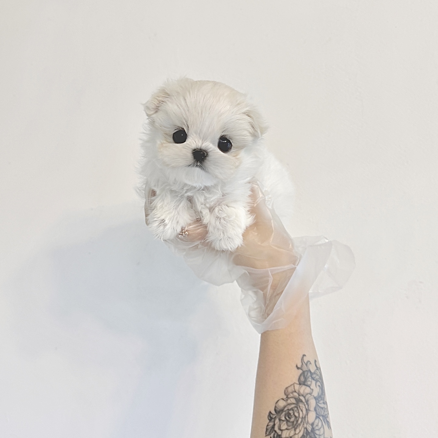 Ȯ�� �̹���