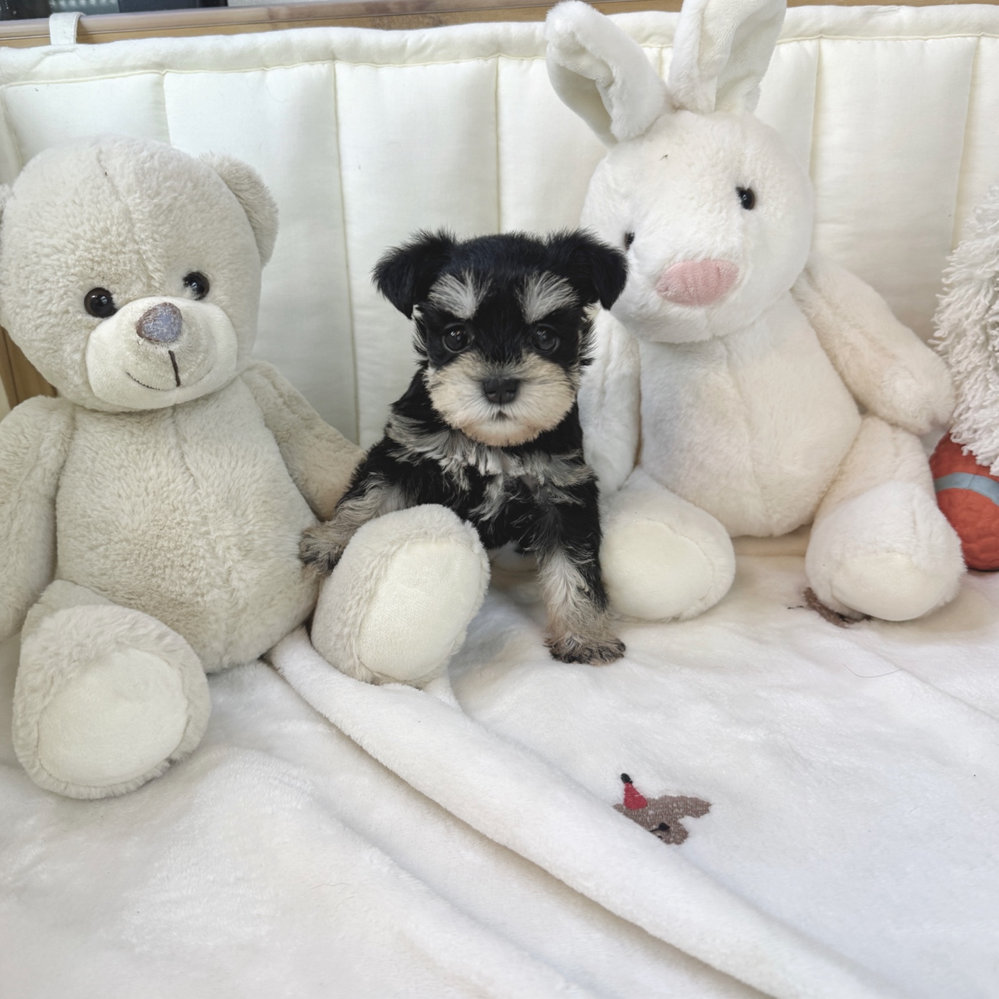 Ȯ�� �̹���