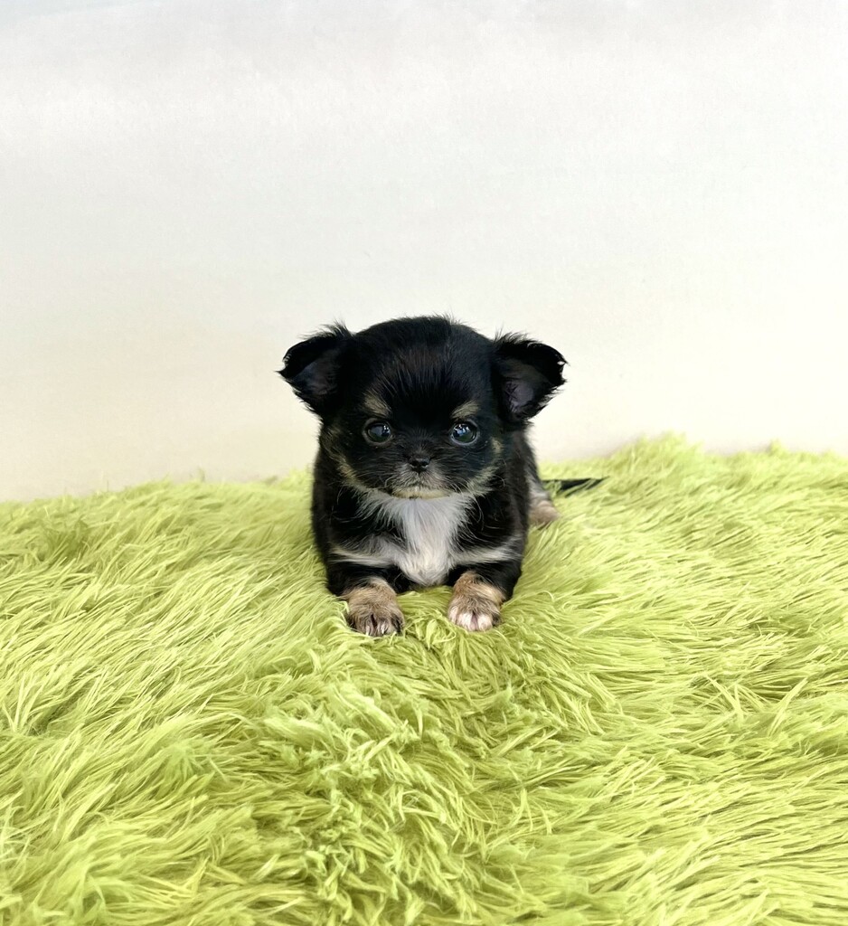 Ȯ�� �̹���