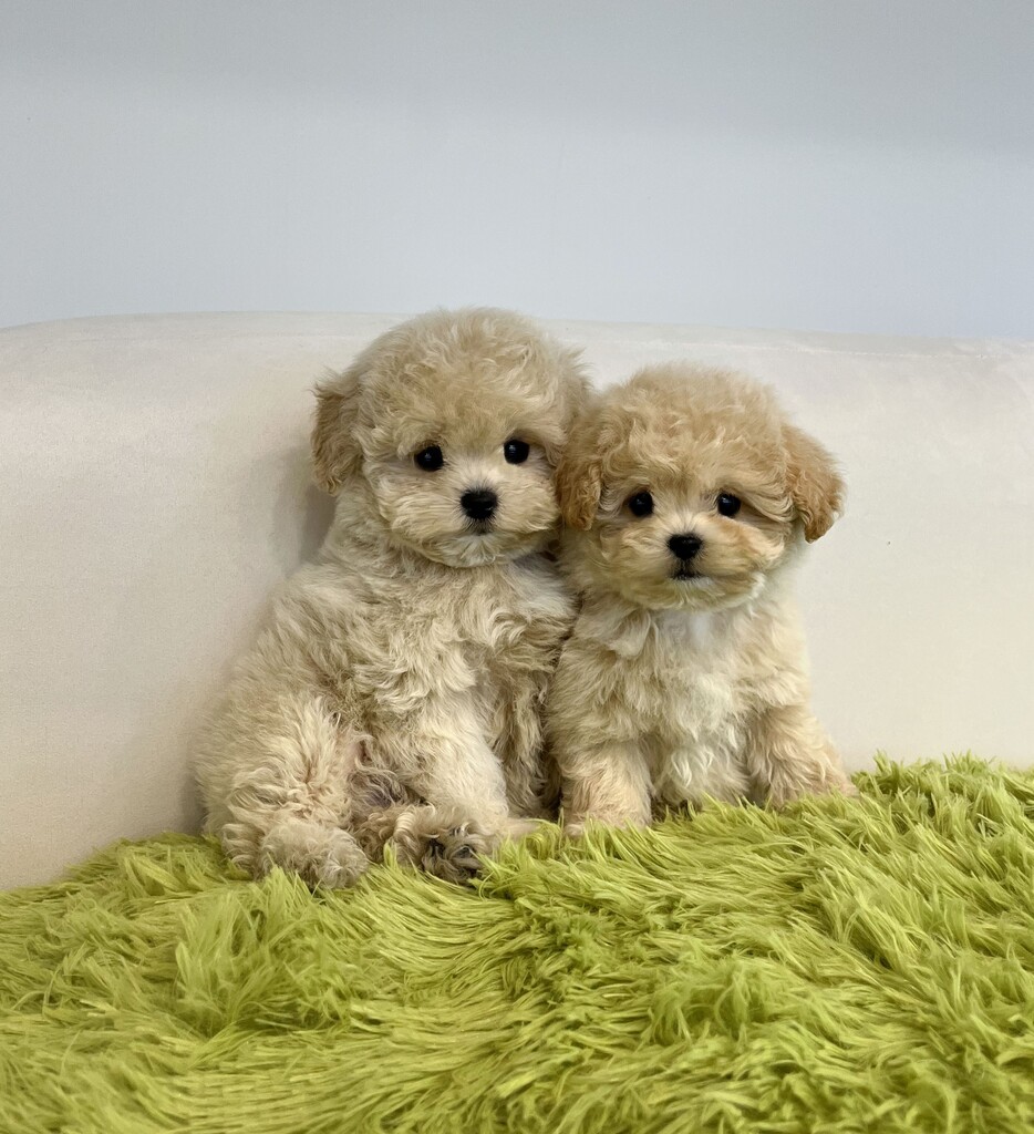 Ȯ�� �̹���