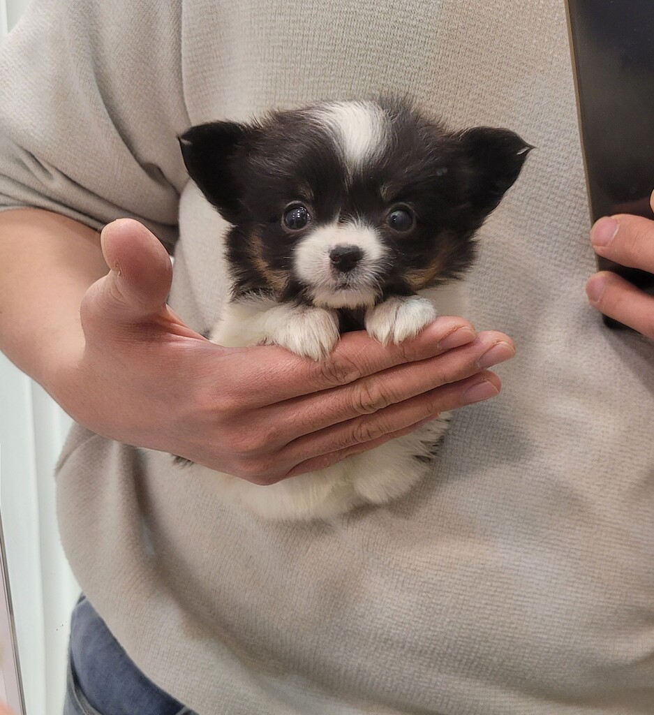 Ȯ�� �̹���