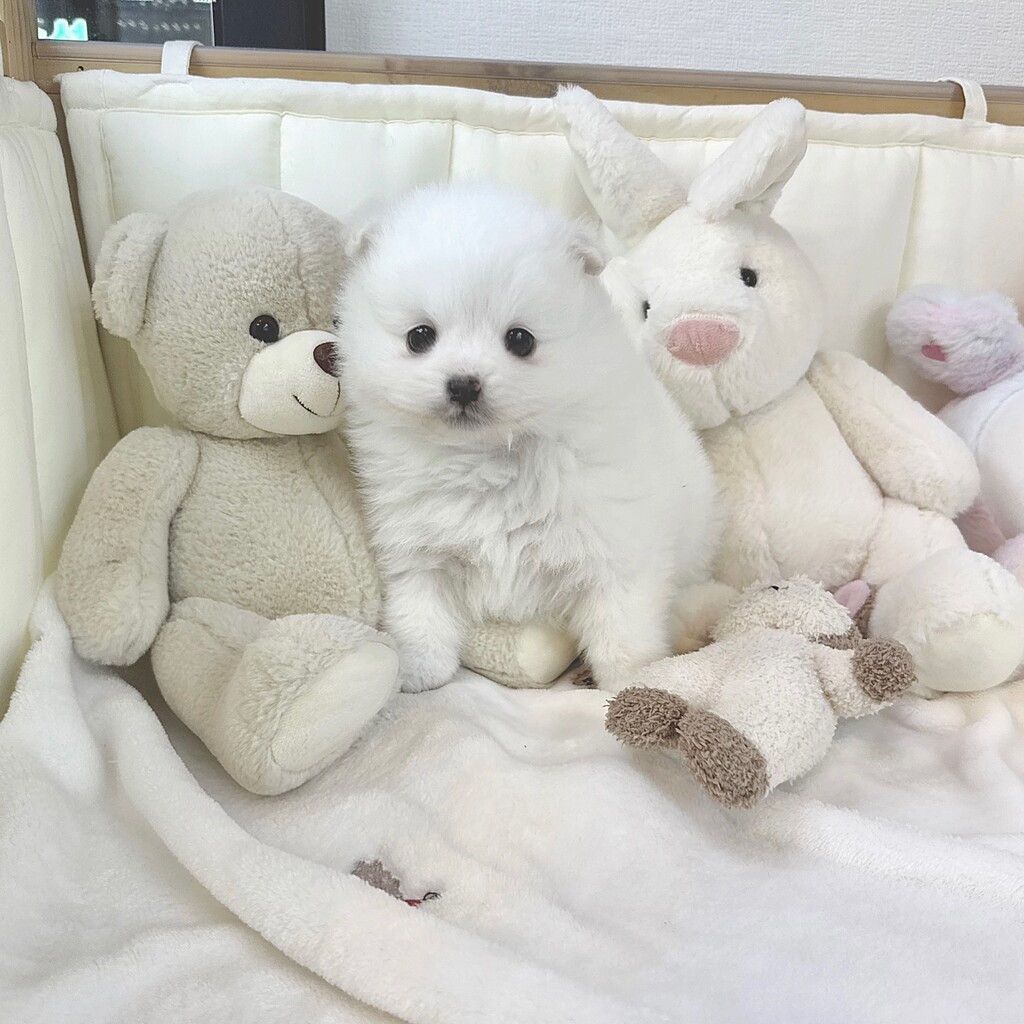 Ȯ�� �̹���