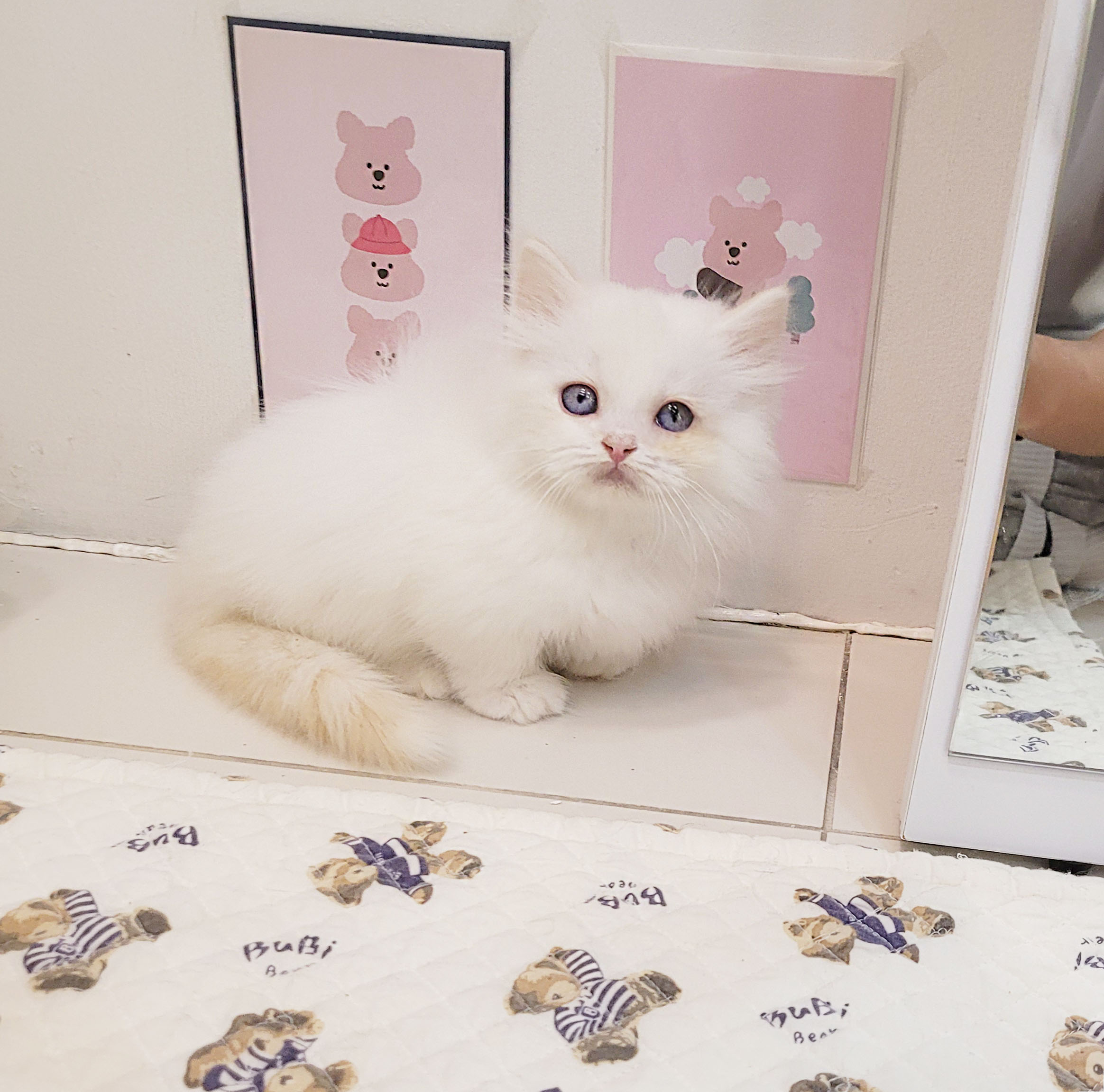 Ȯ�� �̹���