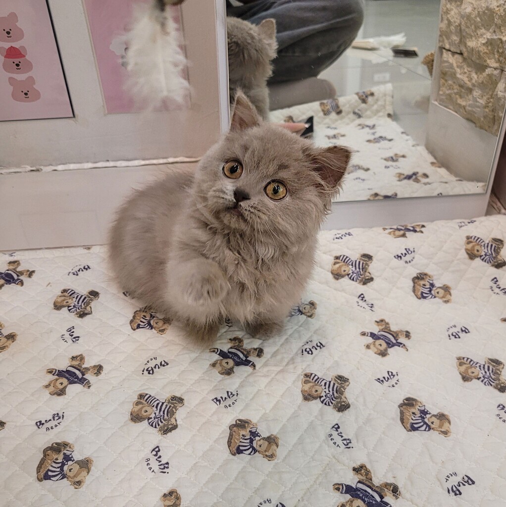 Ȯ�� �̹���