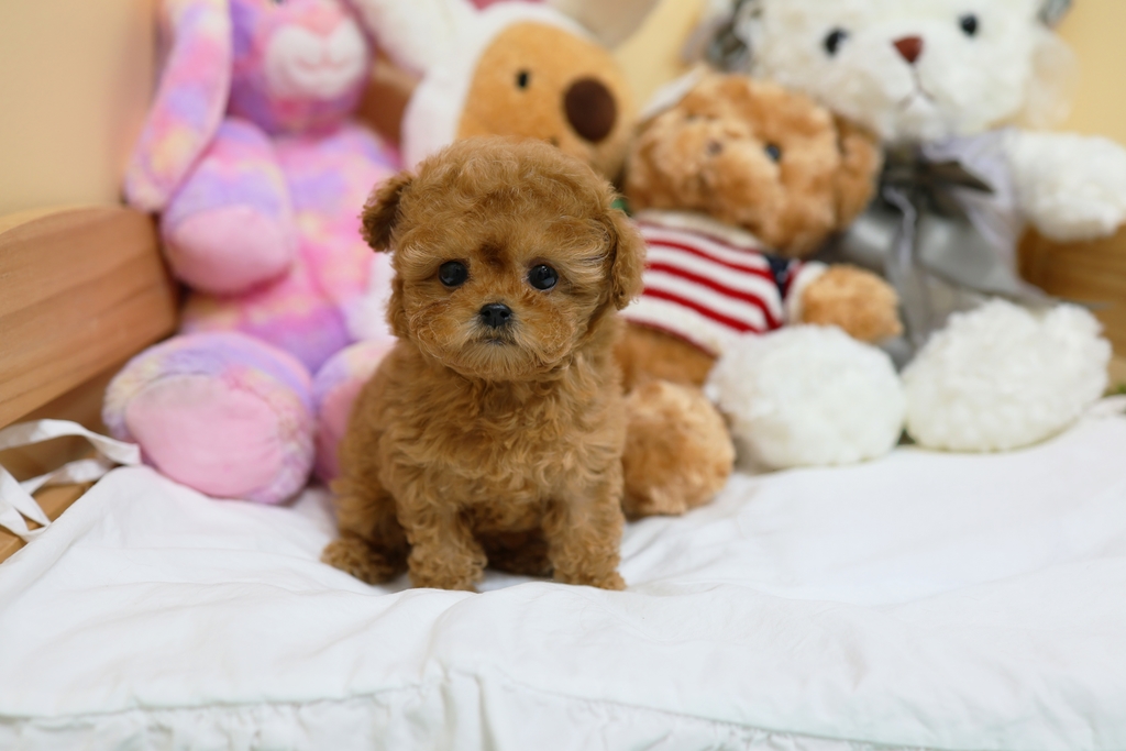 Ȯ�� �̹���