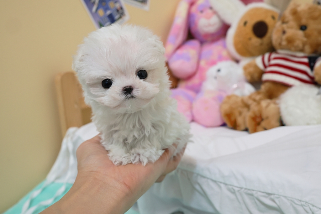 Ȯ�� �̹���