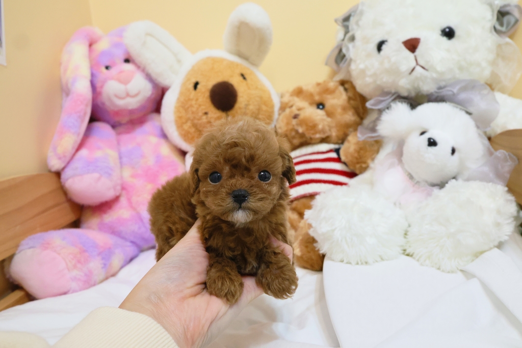 Ȯ�� �̹���