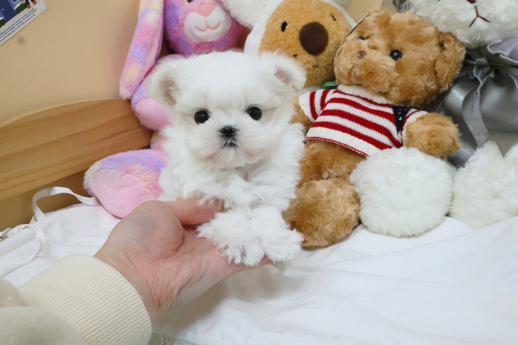 Ȯ�� �̹���