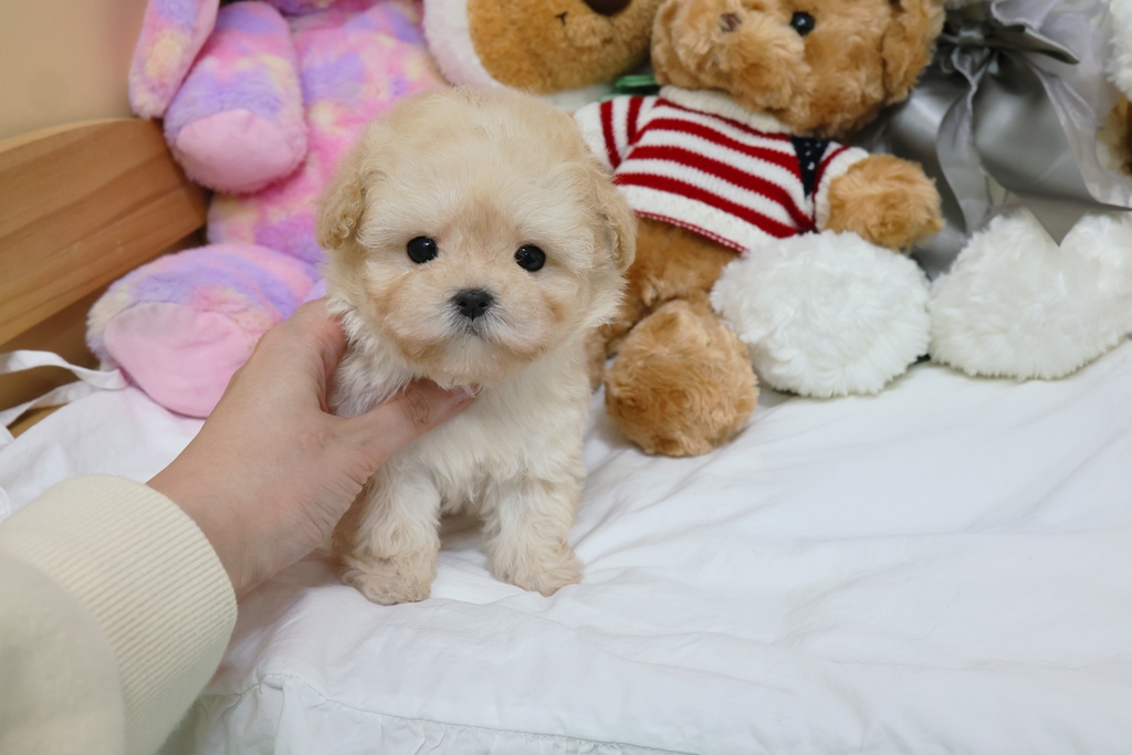 Ȯ�� �̹���