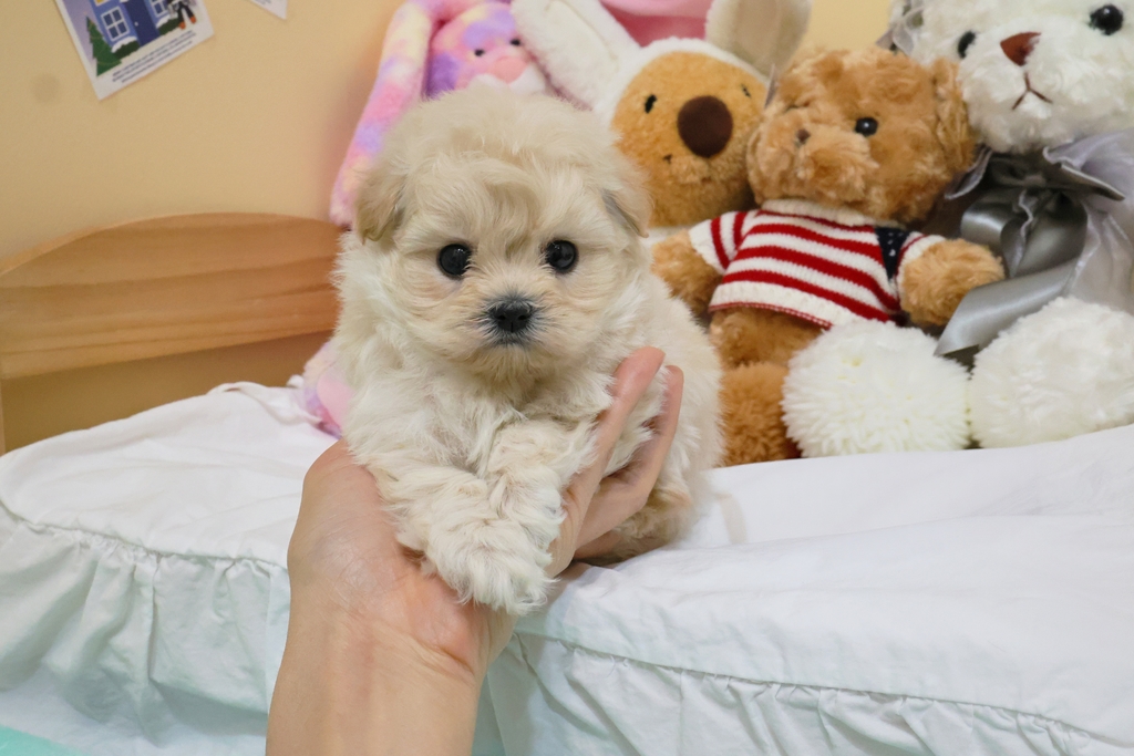 Ȯ�� �̹���