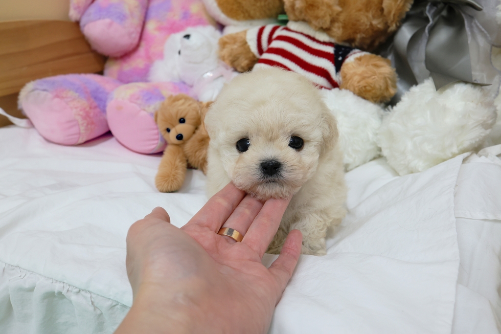 Ȯ�� �̹���