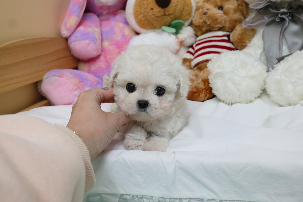 Ȯ�� �̹���