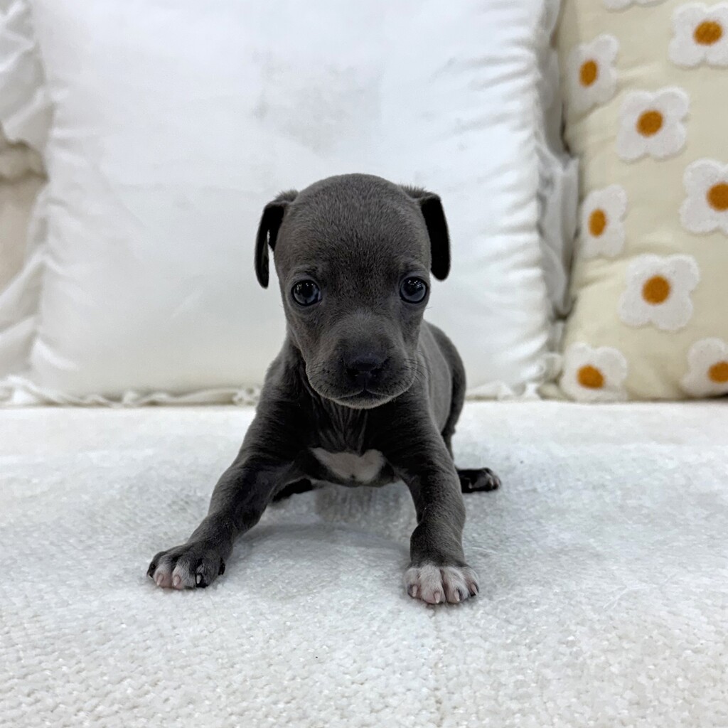 Ȯ�� �̹���