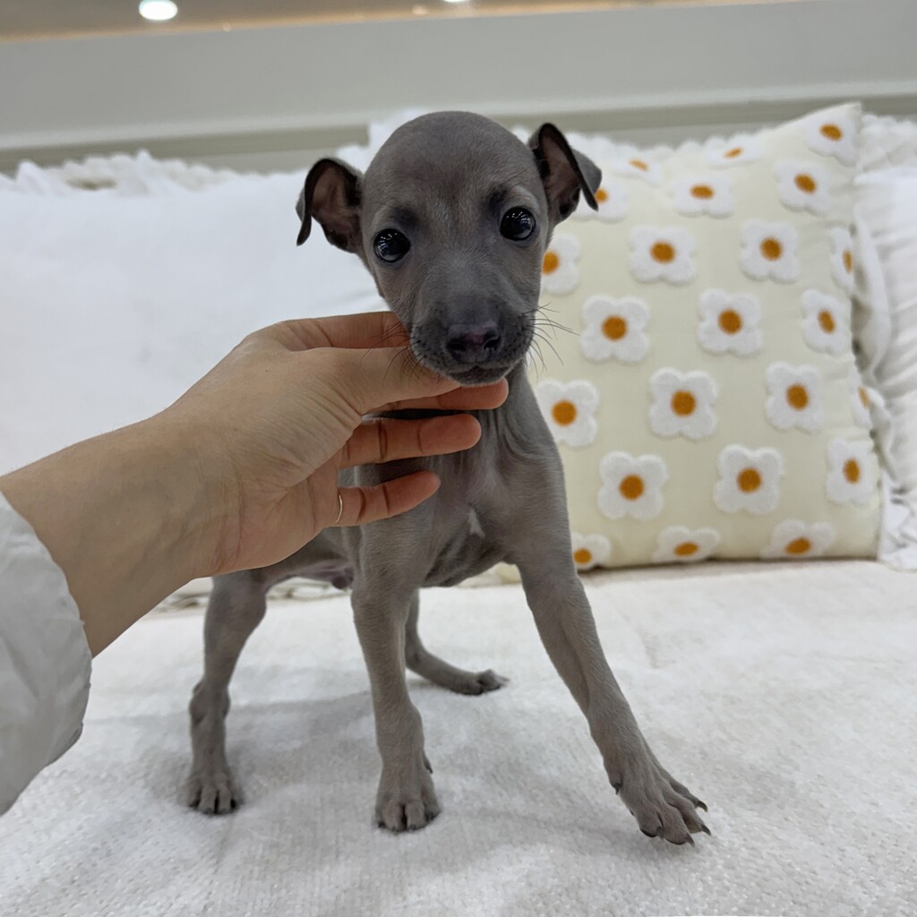 Ȯ�� �̹���