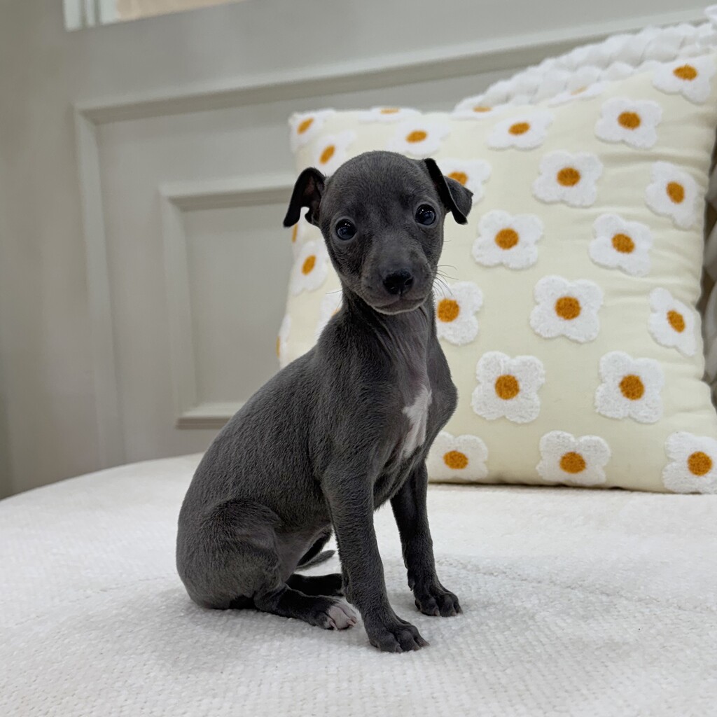 Ȯ�� �̹���