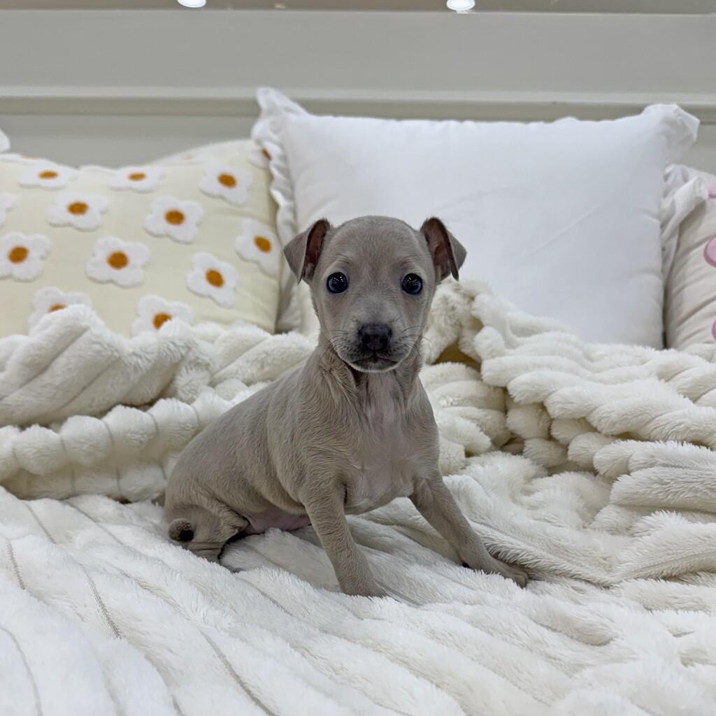 Ȯ�� �̹���