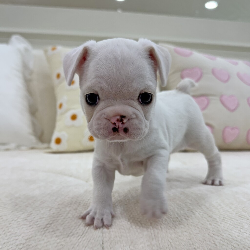 Ȯ�� �̹���