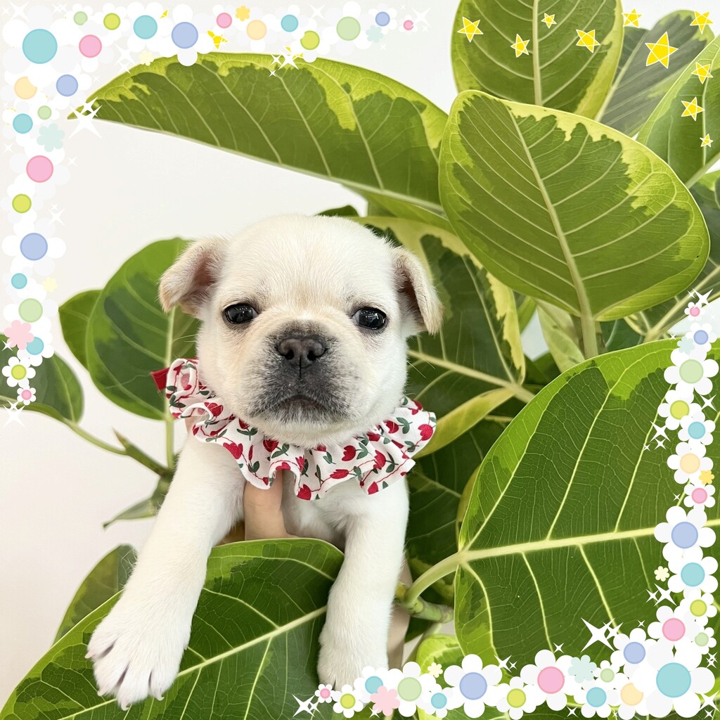 Ȯ�� �̹���