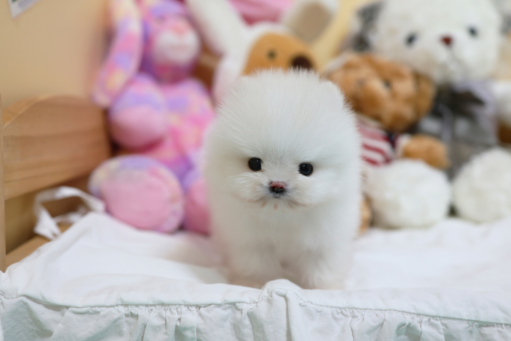 Ȯ�� �̹���