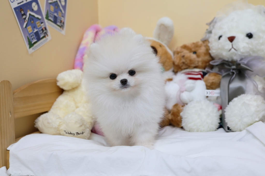 Ȯ�� �̹���