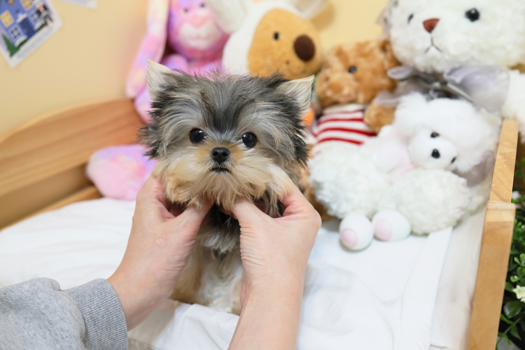 Ȯ�� �̹���