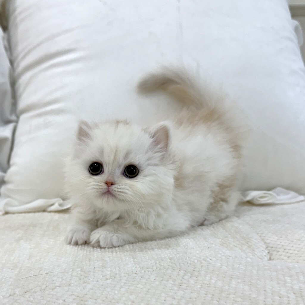 Ȯ�� �̹���