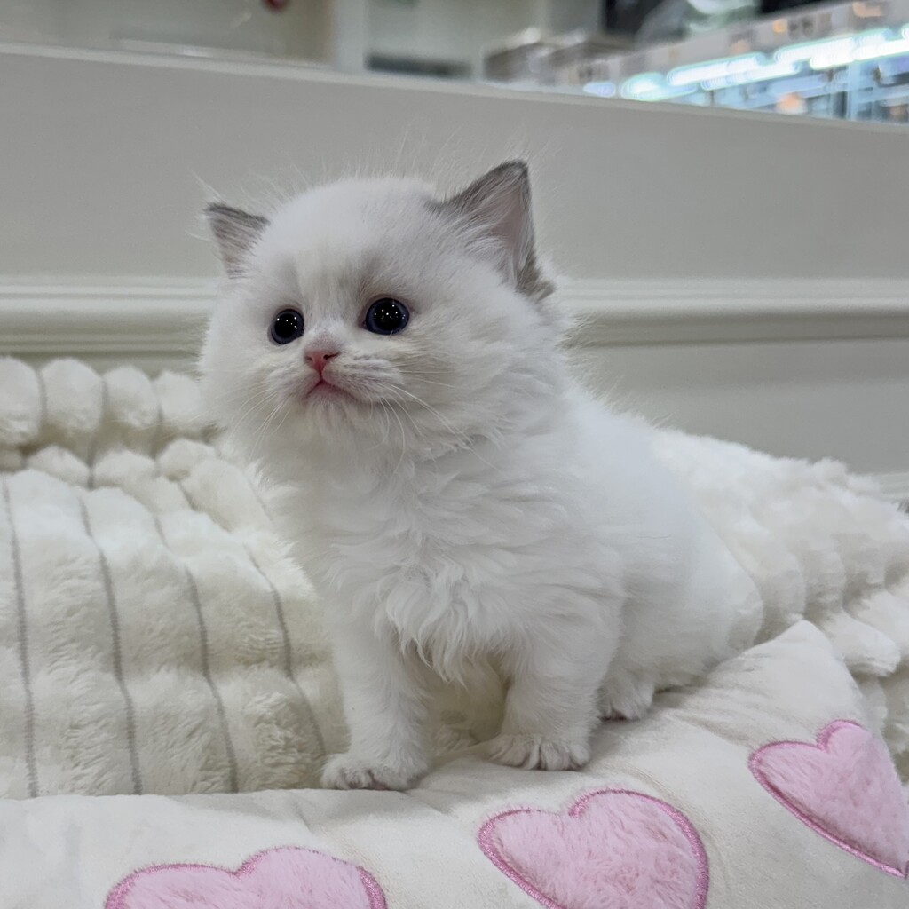 Ȯ�� �̹���