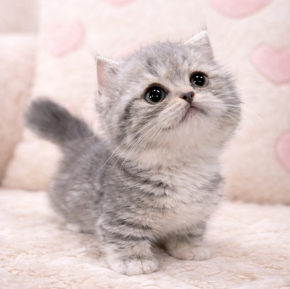 Ȯ�� �̹���