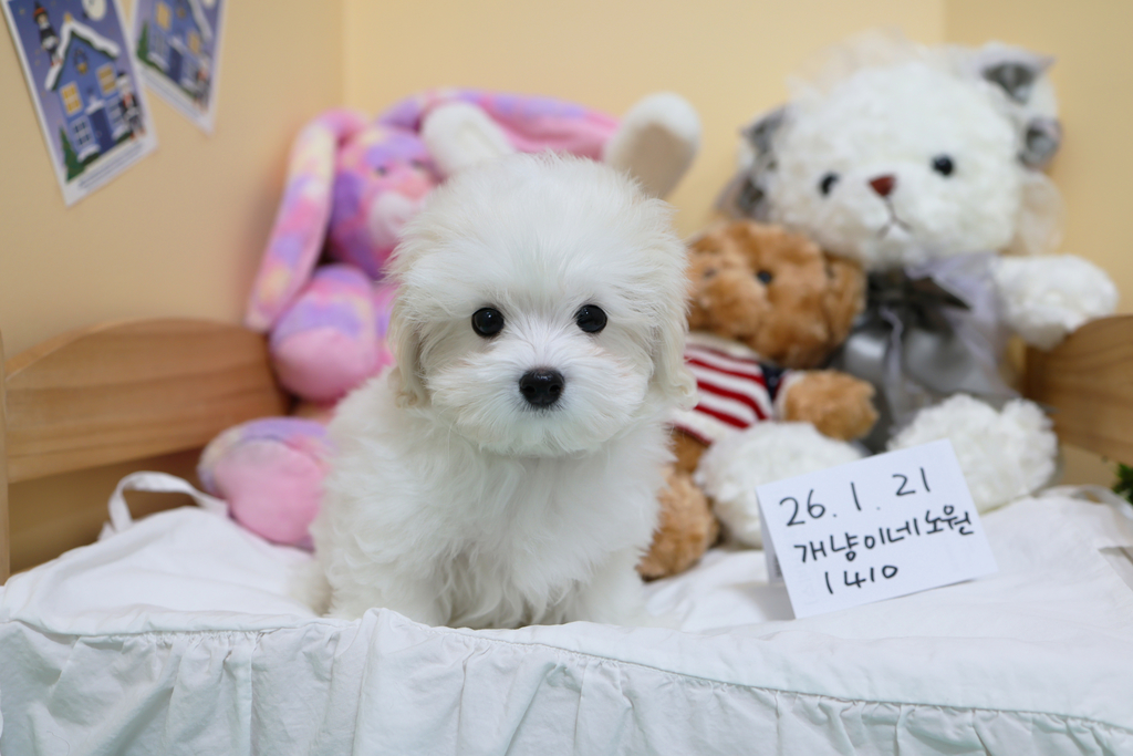 Ȯ�� �̹���