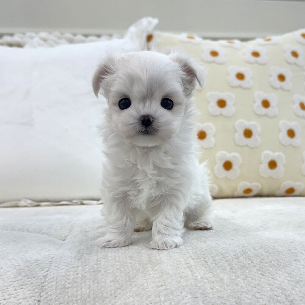 Ȯ�� �̹���