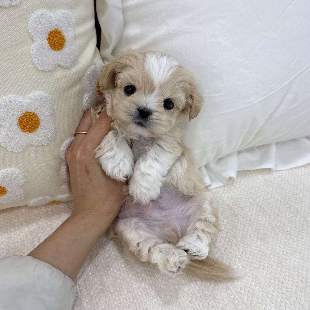 Ȯ�� �̹���