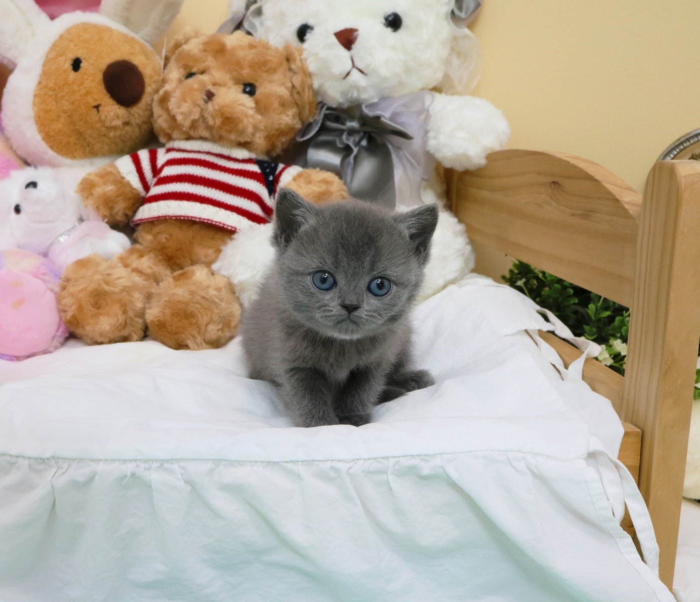 Ȯ�� �̹���