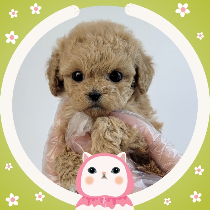 Ȯ�� �̹���