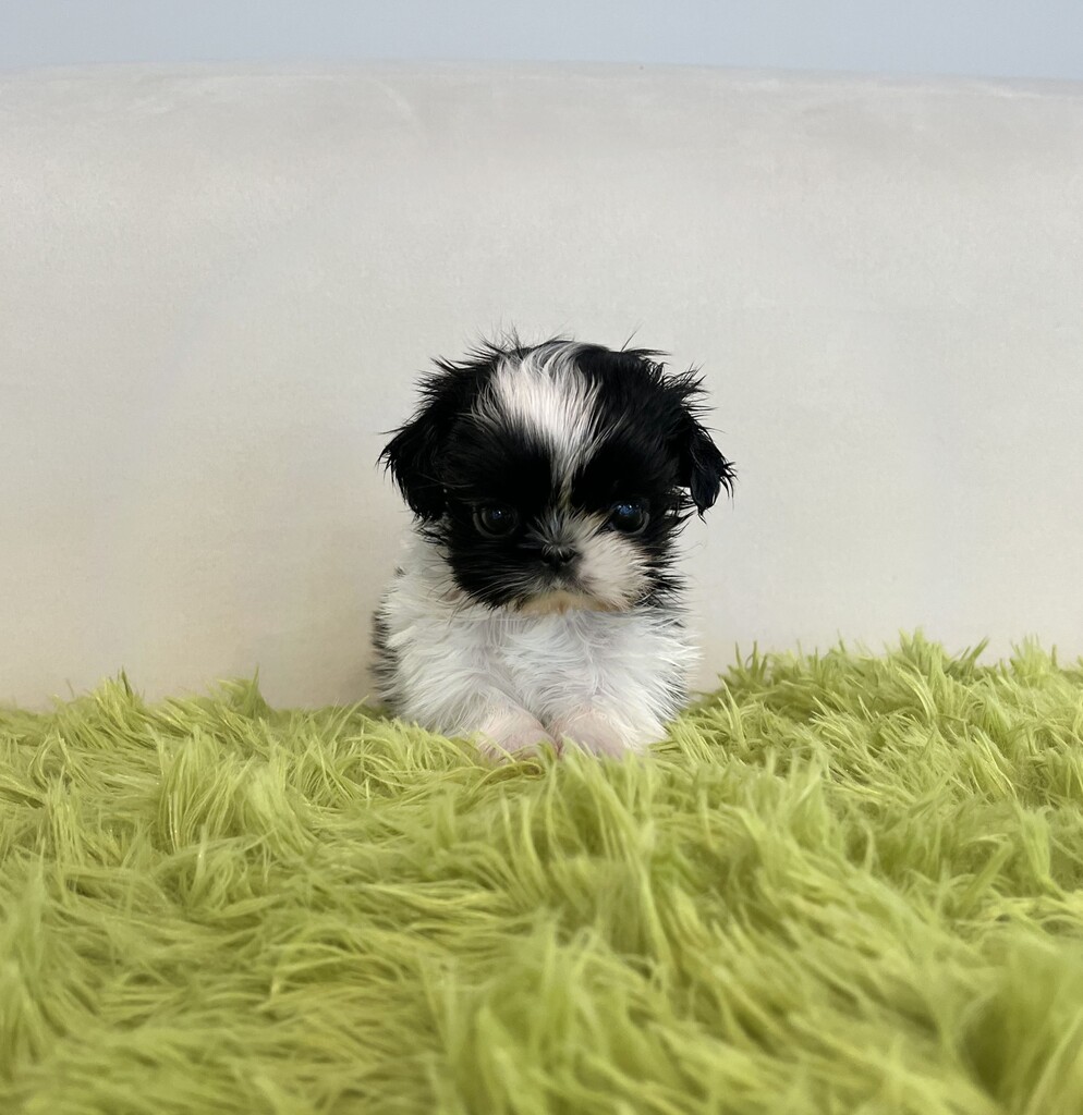 Ȯ�� �̹���