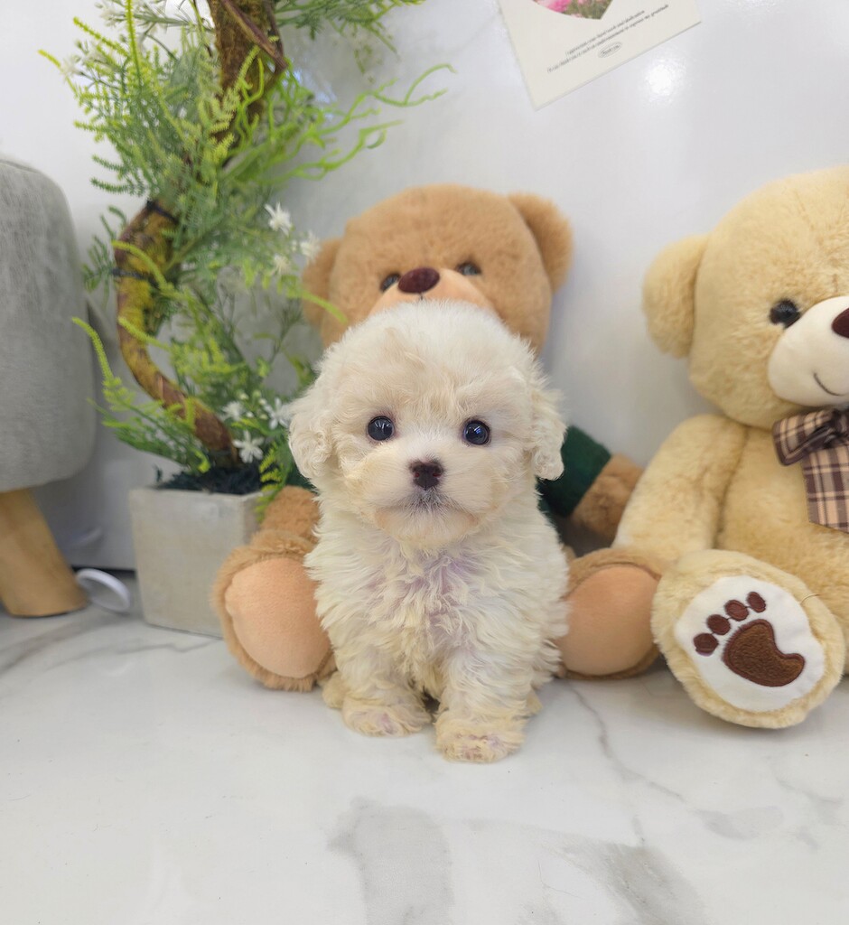 Ȯ�� �̹���