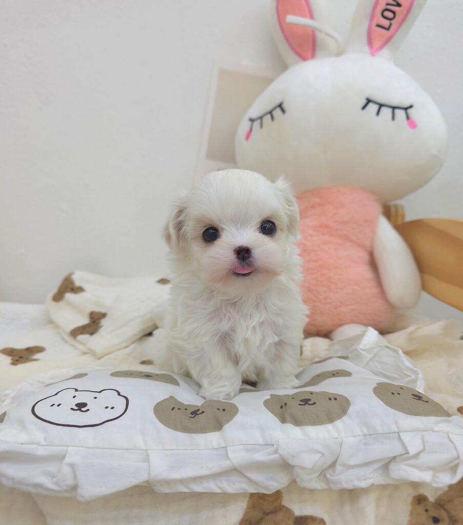 Ȯ�� �̹���