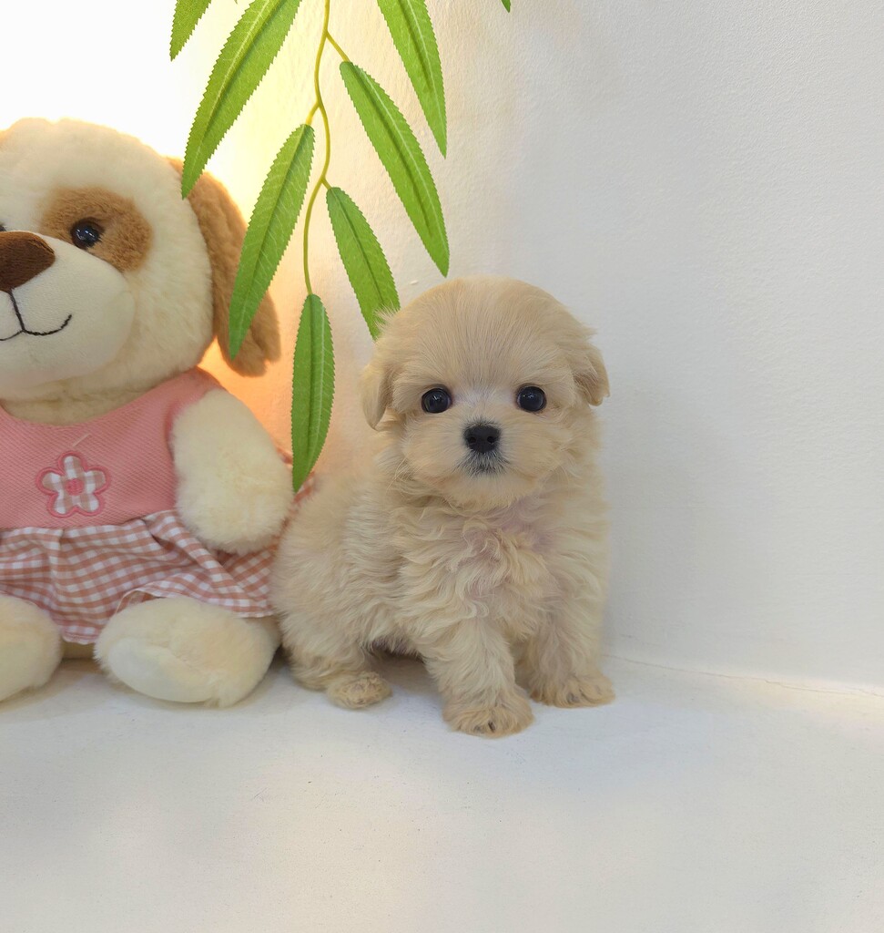 Ȯ�� �̹���