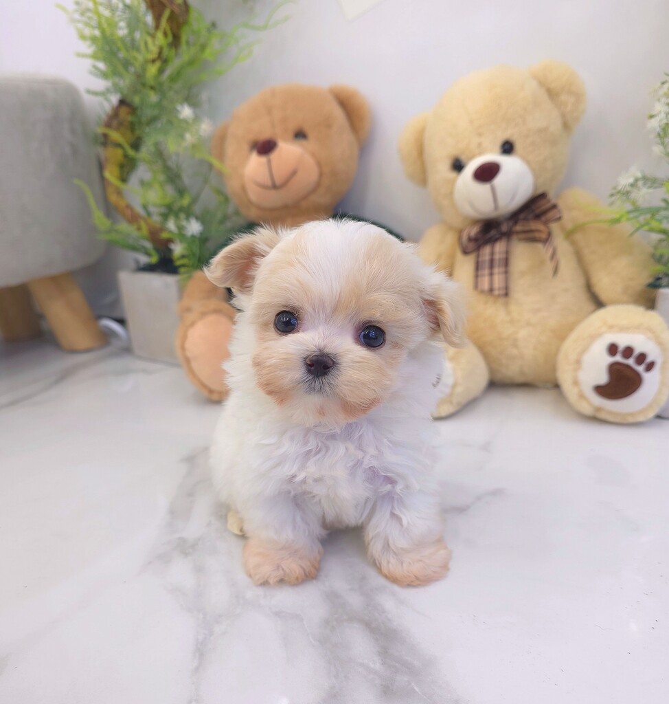 Ȯ�� �̹���