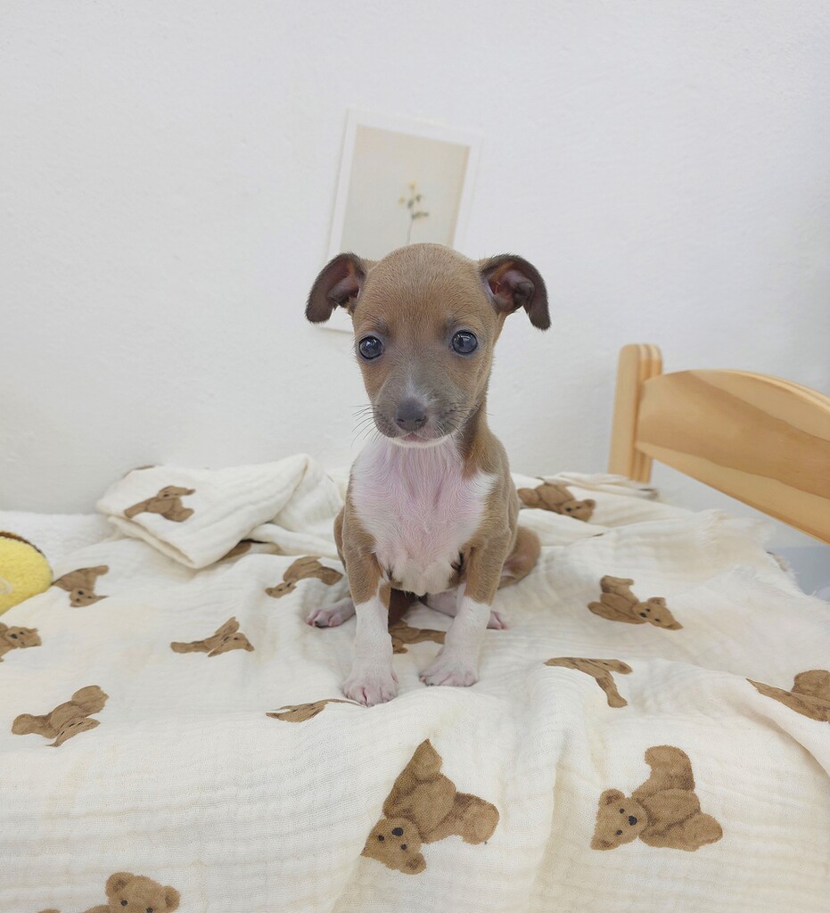 Ȯ�� �̹���