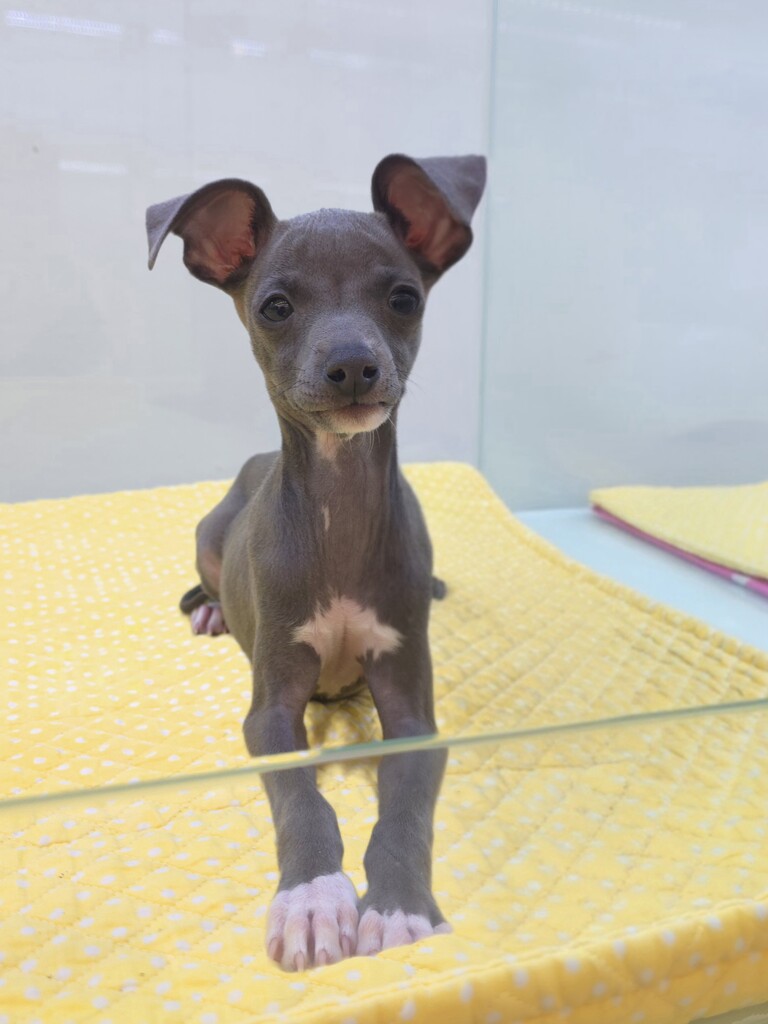 Ȯ�� �̹���