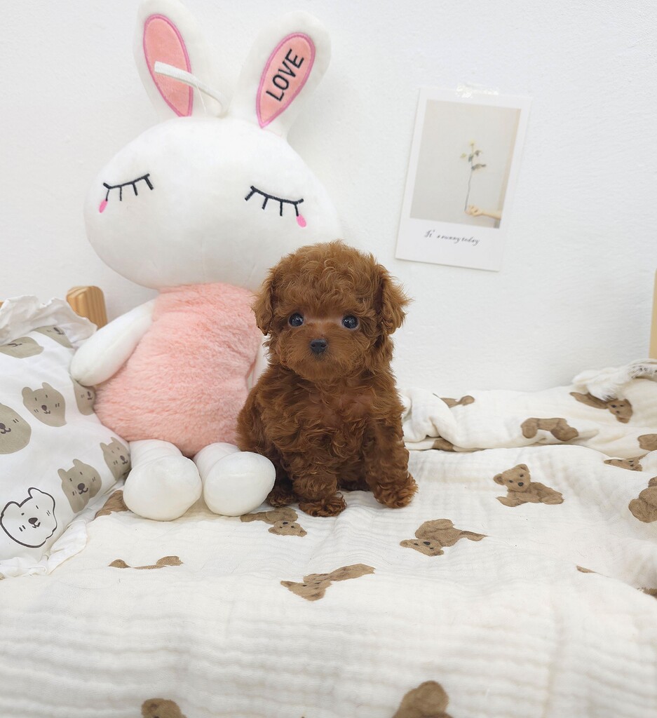 Ȯ�� �̹���