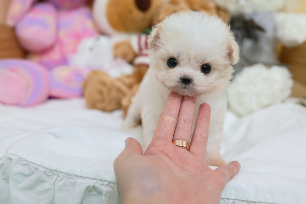 Ȯ�� �̹���